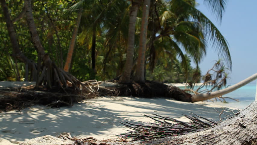 coconut falling on palmtree trunk on the beach 
