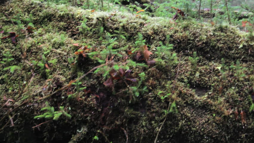 Close up of young saplings on a nurse tree, Hoh Rain Forest,  Washington, jib
