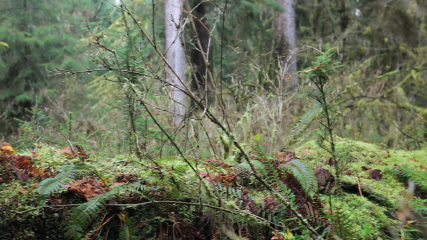 Close up of young saplings on a nurse tree, Hoh Rain Forest,  Washington, jib