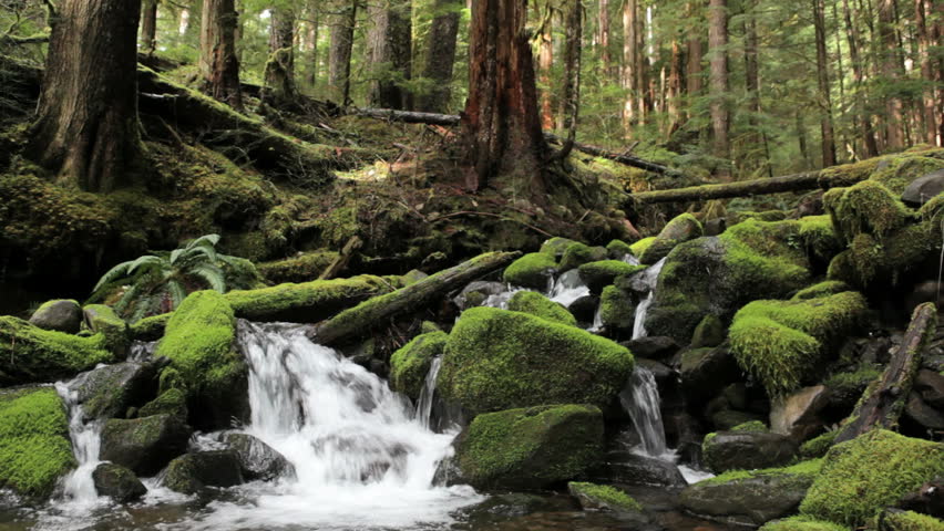 The Sol Duc river flowing over moss covered rocks, Washington
