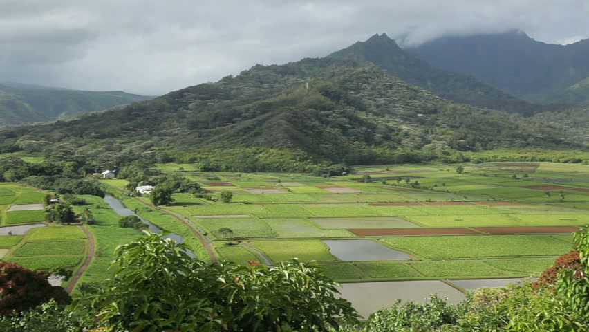 Pan of the Hanalei Valley and mountains, with the Hanalei River and rice and taro fields, as seen from the Hanalei Lookout near Princeville, Kauai, Hawaii.