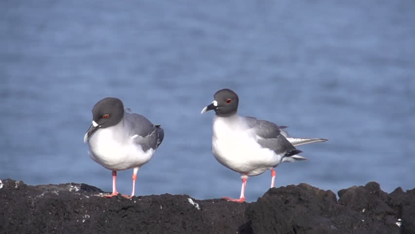 Two swallow