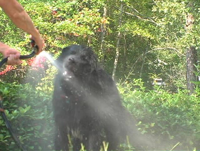 Beautiful Newfoundland 'puppy' (1 year old) playing in the water with his master - a young girl