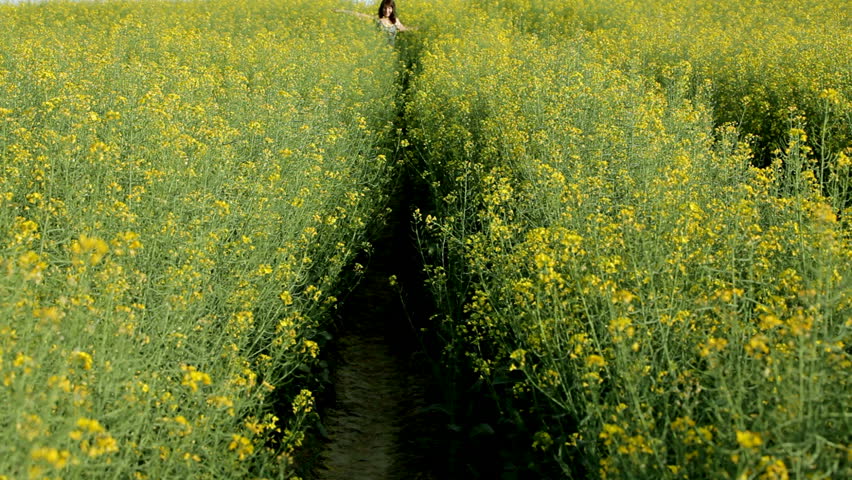 woman walking in yellow rape field at springtime