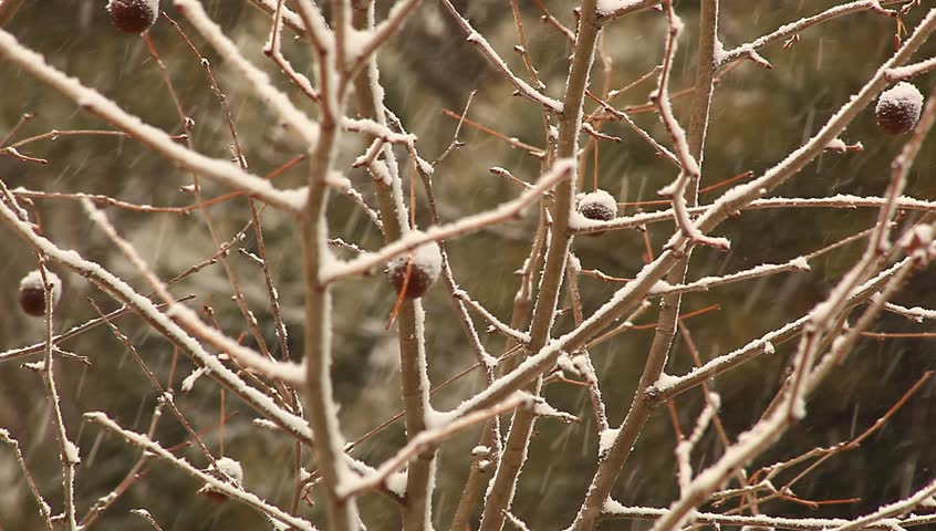 closeup of tree branches with snow falling
