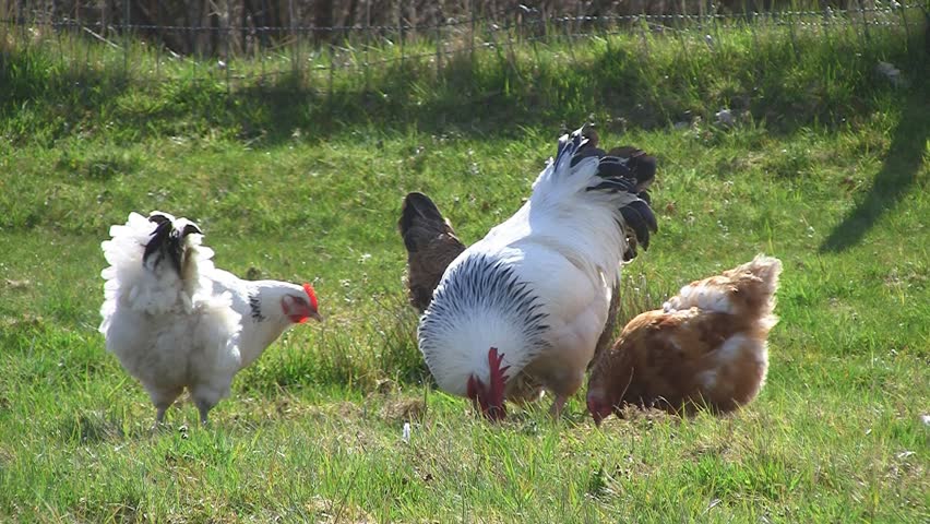 Healthy rooster with hens