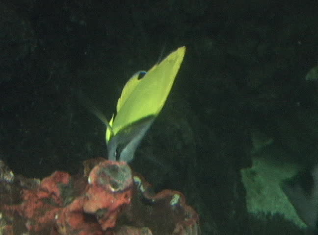Longnose Butterflyfish Forcipiger longirostris , NTSC