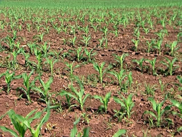 Plants of young corn on the filed in spring
