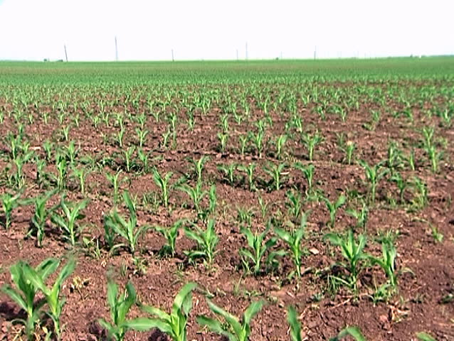 Plants of young corn on the filed in spring