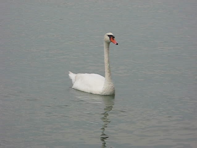 swan inside water