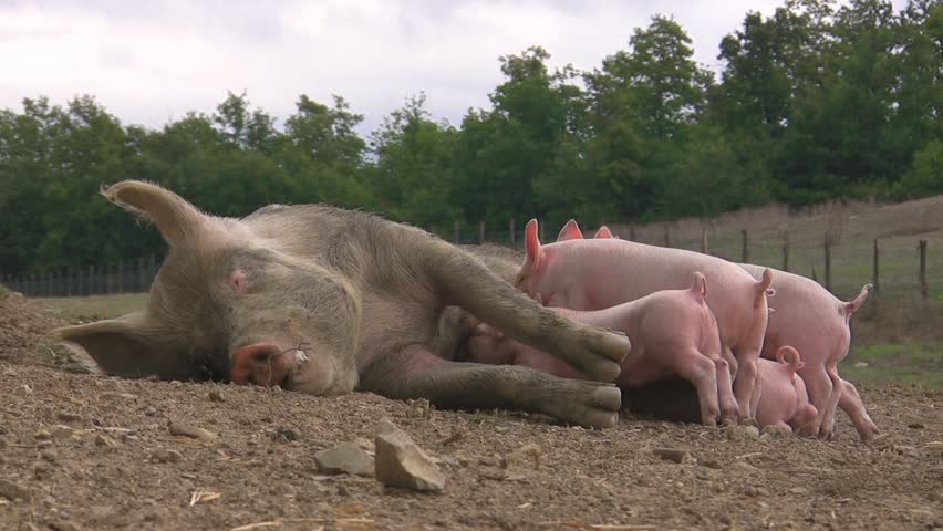 Lactation of happy piglets while cattle copulates