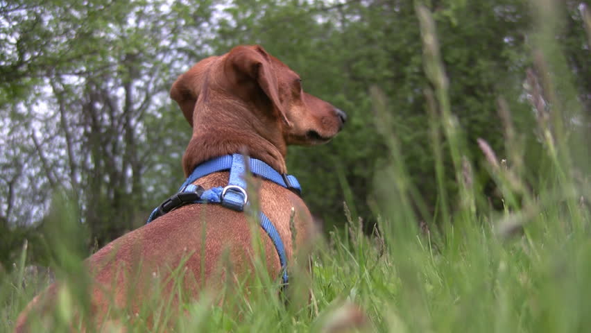 A miniature Dachshund sitting in the tall grass, on the lookout for any dangers.  