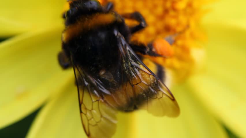 bumblebee creeps to yellow flower, shaking its close up in park 