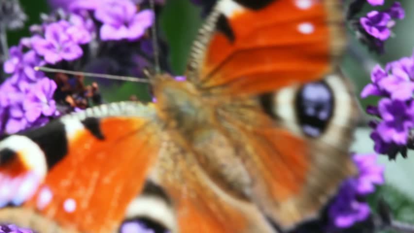 focusing on black-orange butterfly waving wings and creeping on violet flower 