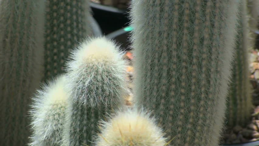 Hairy cactus sprout in pots at nursery. 1920x1080