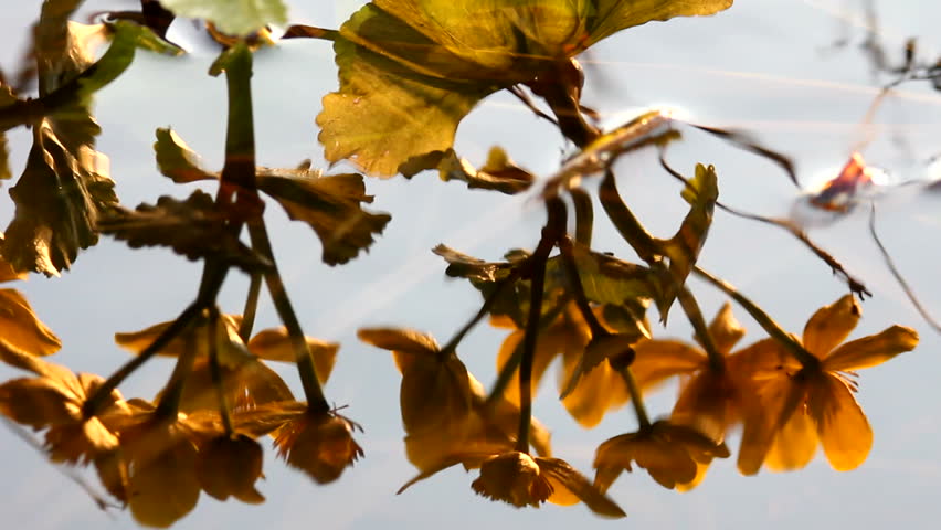 Flowers, reflexion in water