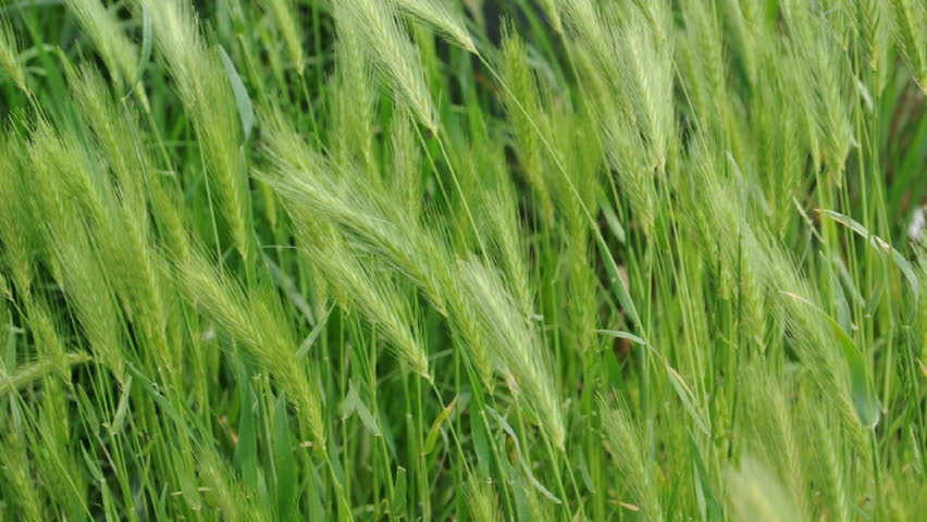 Field of wheat