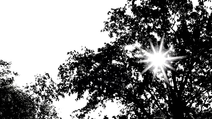 Sun Shinning Though Trees