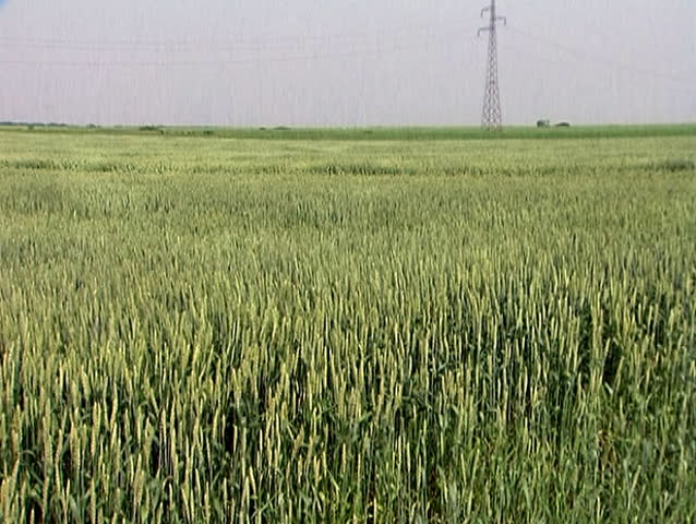 Footage of green wheat waving in the wind
