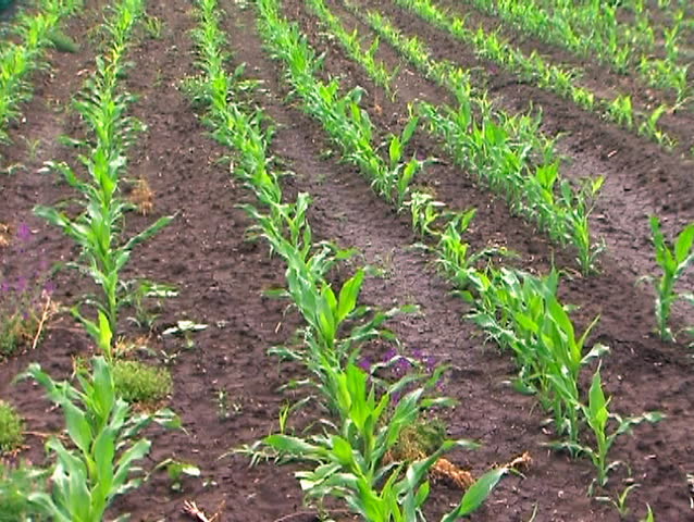 Rows of young corn in the field after the rain