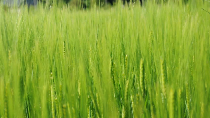 Green wheat swaying in the wind 