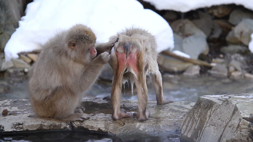 snow monkeys snuggling together in snow, close-up 
