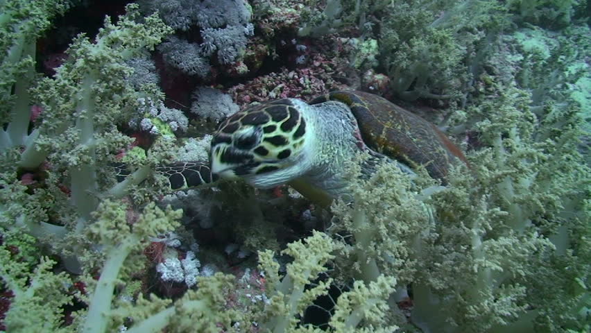 Hawksbill turtle (Eretmochelys imbricata). Side view of an adult male, feeding on soft corals. Red Sea, Egypt.