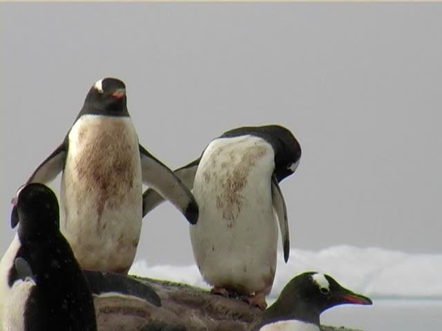 Gentoo penguins (Pygoscelis papua).