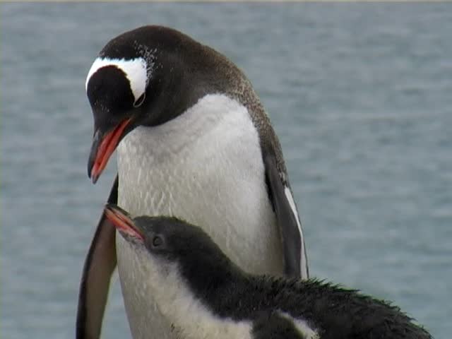 Gentoo Penguin (Pygoscelis papua) regurgitating food for chick.