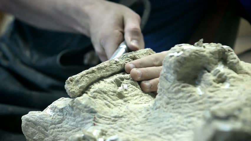  Curator working to remove dinosaur bone from stone and rocks. Using a drill pick to remove waste around a valuable bone.