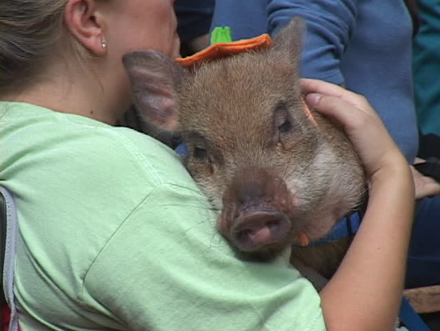 award winning pot bellied pig petted by owner