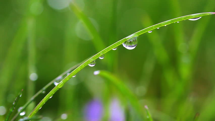 Fresh green blades of grass in the rain, with beads clinging to the blades.  Shallow depth of field