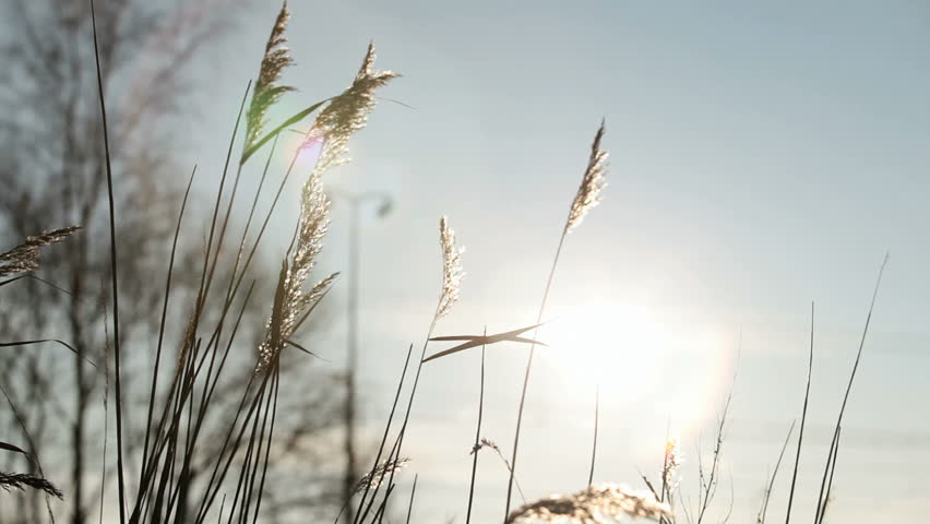 summer scene of reeds waving in the winds very sunny
