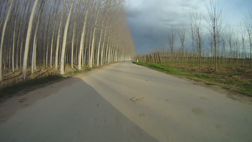 Driving along country road passing beech trees