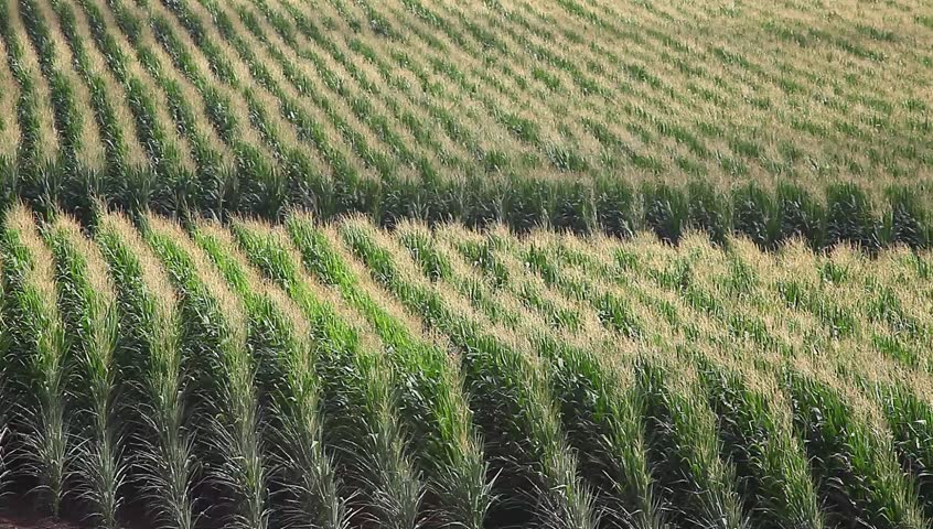 Corn field blooming
