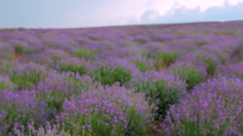 Beautiful lavender field. Beautiful flowering bushes of lavender. Camera falls from the top to the bottom of the bushes.