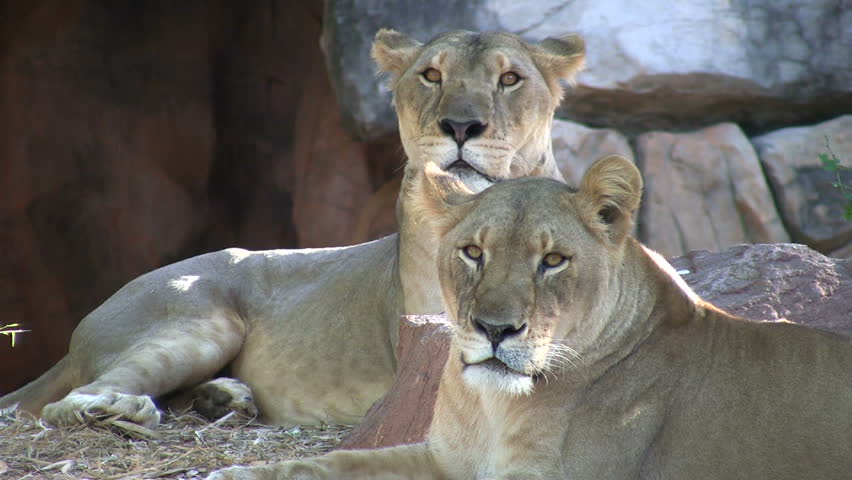 Three lions at rest
