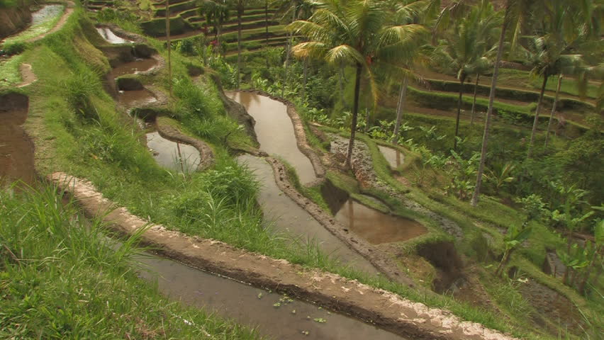 Rice farmer works in paddy field, Bali, Indonesia. 