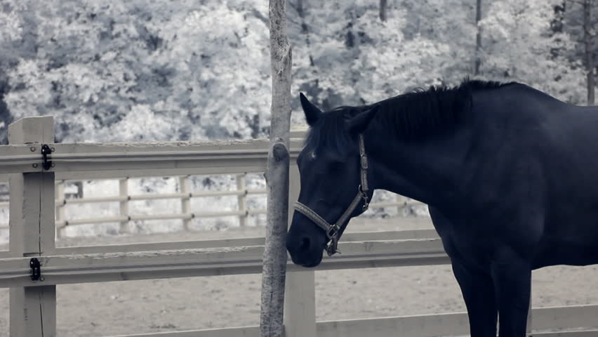 Infrared fauna: horse stays still at midday in paddock 2 