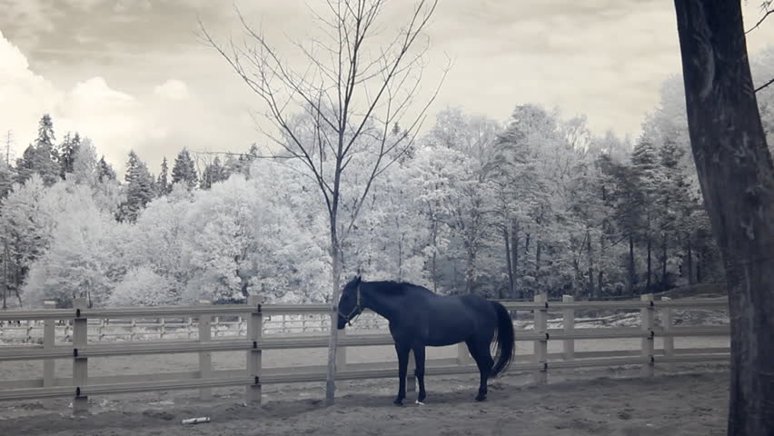 Infrared fauna: horse stays still at midday in paddock 4 