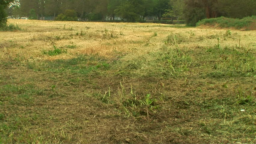 Young woman jogging through field