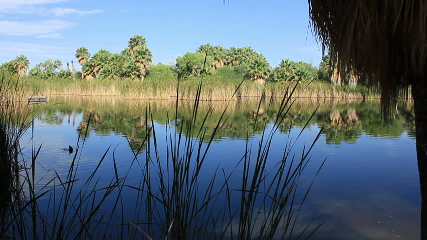 Reeds blow in front of the pond in the desert as ducks do their business.