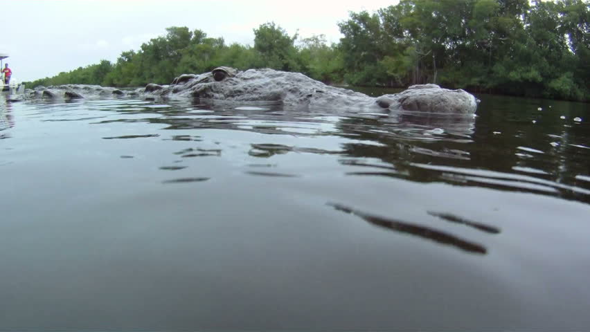 Crocodile: Underwater Extreme Close Up