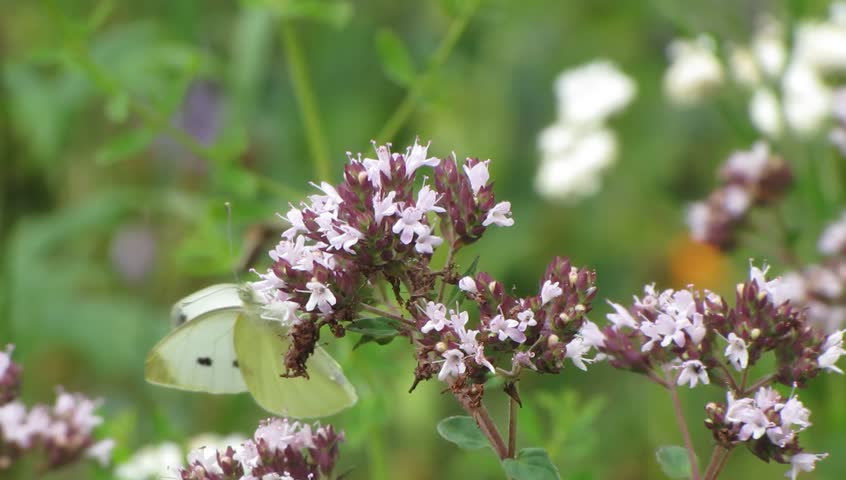 Cabbage white butterfly