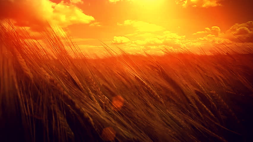 Barley Field 