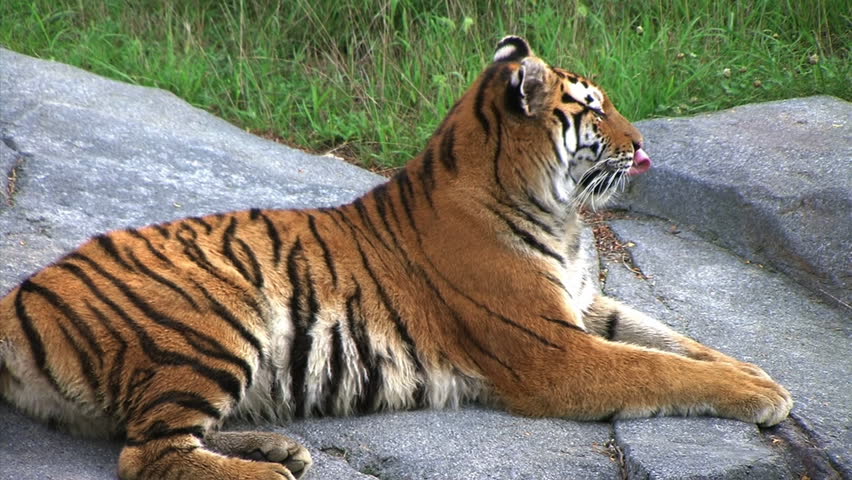 Tiger Alerted by Prey
