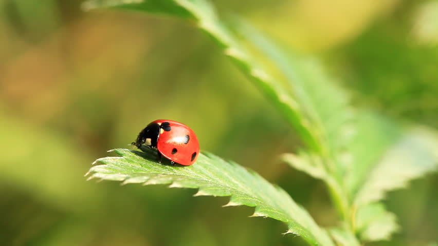 Ladybug on green fresh leaf. Close-up