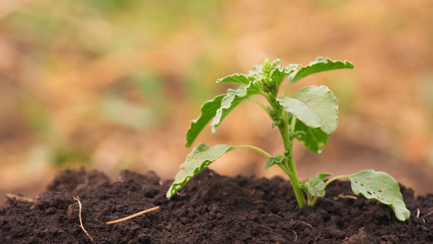 Green grass drying in vegetable garden. Shallow focus depth on plant