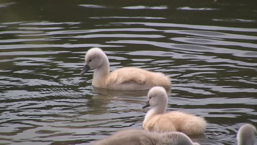 Swan chicks in pond