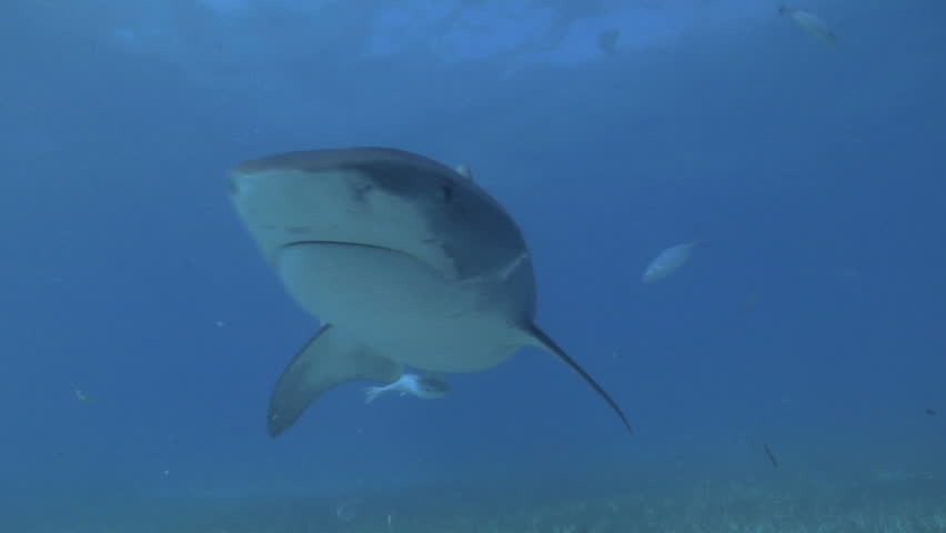Tiger shark bumps camera twice.